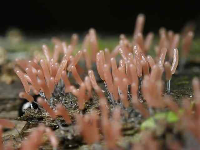 Os mais incríveis fungos e líquens da natureza slime mold 71 | Curiosidades | bizarro, curioso, fungos, incrível, líquens