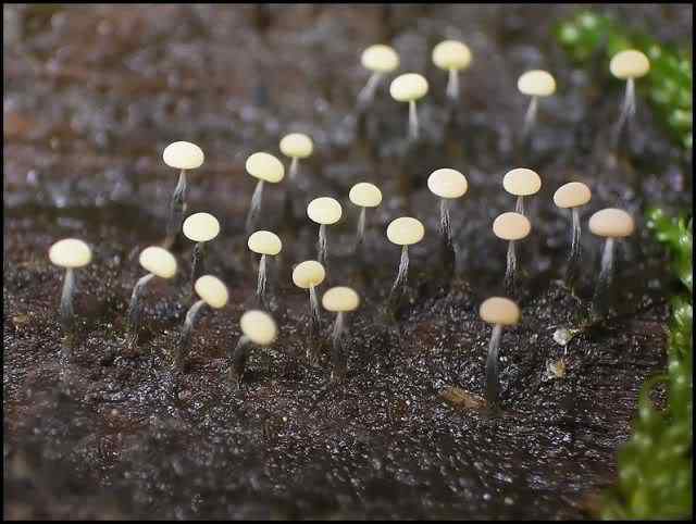 Os mais incríveis fungos e líquens da natureza slime mold 72 | Curiosidades | bizarro, curioso, fungos, incrível, líquens