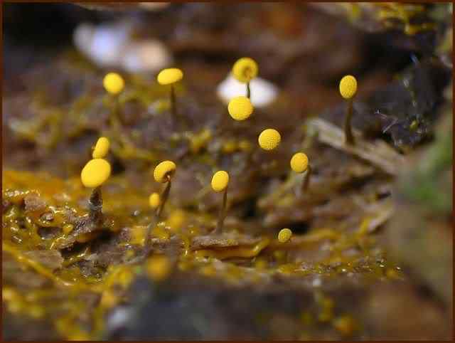 Os mais incríveis fungos e líquens da natureza slime mold 73 | Curiosidades | bizarro, curioso, fungos, incrível, líquens
