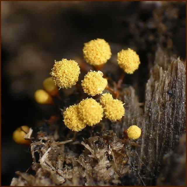 Os mais incríveis fungos e líquens da natureza slime mold 74 | Curiosidades | bizarro, curioso, fungos, incrível, líquens