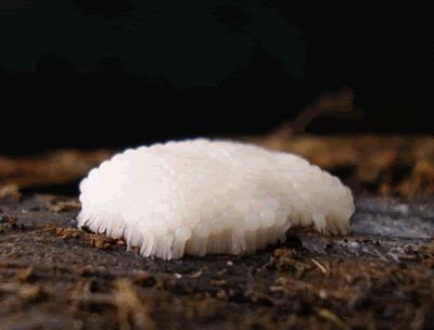 Os mais incríveis fungos e líquens da natureza slime mold 75 | Curiosidades | bizarro, curioso, fungos, incrível, líquens