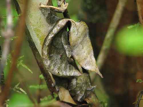 Lagartixas, animais incríveis Photobucket