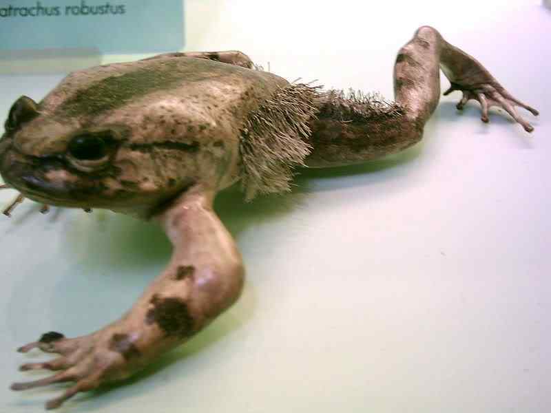 Sapo cabeludo? 800px Trichobatrachus robustus | Animais | animais, bichos, bizarro, curioso, incrível, sapo