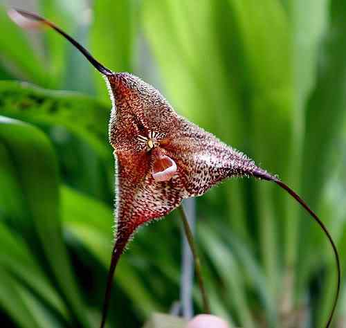 A menor orquídea do mundo e a maior ORCHID | Bizarro | curioso, flor, incrível, orquídea