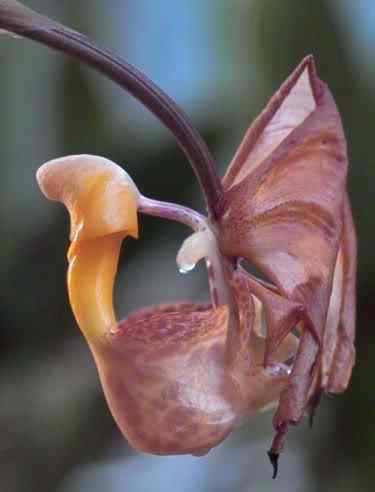 A menor orquídea do mundo e a maior cuatro | Bizarro | curioso, flor, incrível, orquídea
