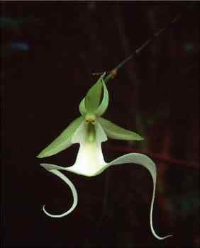 A menor orquídea do mundo e a maior ghostorchid2c 1 | Bizarro | curioso, flor, incrível, orquídea
