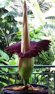 A menor orquídea do mundo e a maior titan | Bizarro | curioso, flor, incrível, orquídea