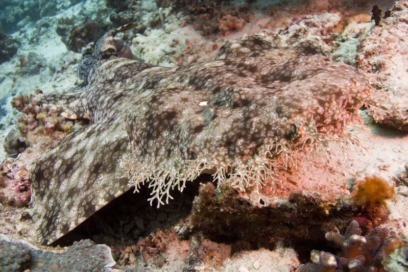 O bizarro tubarão tapete Eucrossorhinusdasypogon | Animais | animais, bichos, curioso, incrível, peixe
