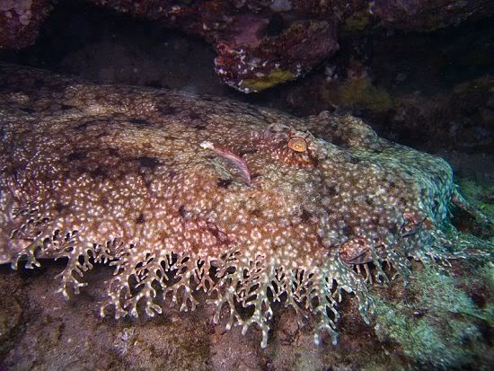 O bizarro tubarão tapete tasselled wobbegong shark | Animais | animais, bichos, curioso, incrível, peixe