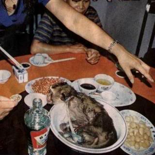 Top 10 das comidas mais nojentas do mundo 01tableom8 | Curiosidades | animais, bichos, bizarrice, bizarro, comida, curioso, estranho, grotesco, nojento
