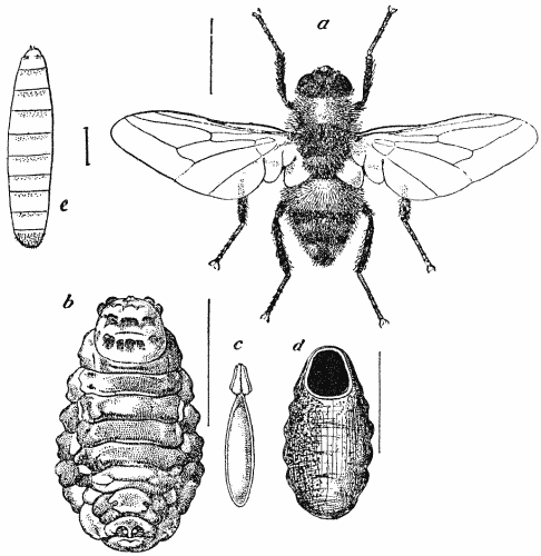 Larvas no nariz: Barrando o video da cera de ouvido Ox Warble fly | Animais | animais, bichos, estranho, horrível, índia, inseto, morte, mosca, nojento, sinistro, Vermes