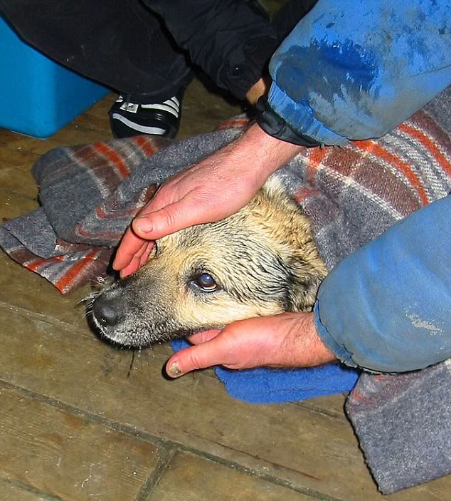 A incrível história de um cão encontrado num iceberg article 1246539 080A6FD9000005DC 51 | Animais | animais, bichos, cachorro, curioso, incrível