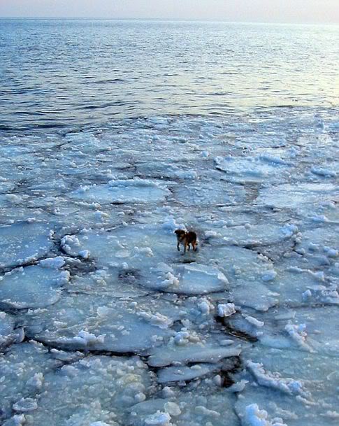 A incrível história de um cão encontrado num iceberg incredible ice journey | Animais | animais, bichos, cachorro, curioso, incrível
