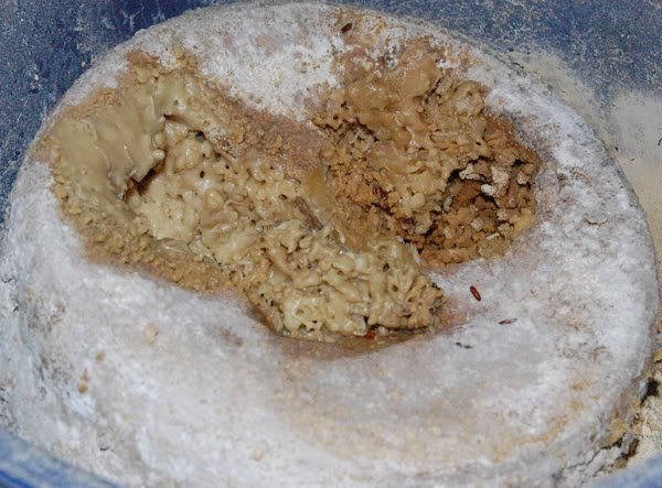 Top 10 das comidas mais nojentas do mundo maggotcheese | Curiosidades | animais, bichos, bizarrice, bizarro, comida, curioso, estranho, grotesco, nojento
