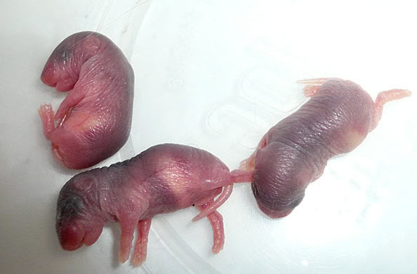 Top 10 das comidas mais nojentas do mundo three squeaks | Curiosidades | animais, bichos, bizarrice, bizarro, comida, curioso, estranho, grotesco, nojento