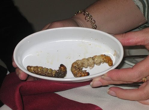Top 10 das comidas mais nojentas do mundo widgety grubs | Curiosidades | animais, bichos, bizarrice, bizarro, comida, curioso, estranho, grotesco, nojento