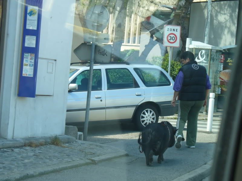 Coisas que não se vê todos os dias 117Womanwalkingherpetpig | Animais | animais, bichos, bizarro, curioso, estranho