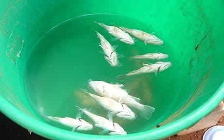 Isto é bizarro: Chuva de peixes acontece de novo RainingFish 1588303c | Animais | bizarro, chuva, curioso, estranho, peixes