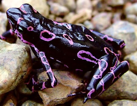 O sapo fluorescente do Suriname frog fluorescent markings | Animais | animais, bizarro, ciência, curioso