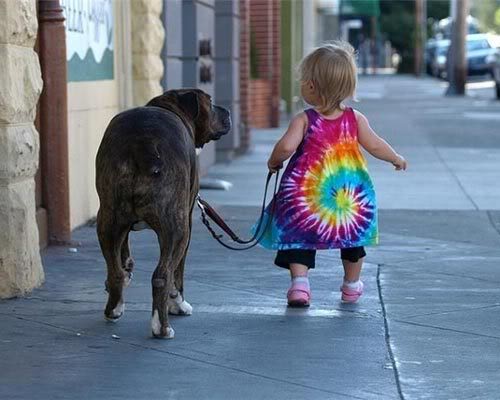 Coisas que não se vê todos os dias mastiff walking toddler | Animais | animais, bichos, bizarro, curioso, estranho