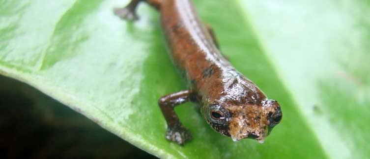 O sapo fluorescente do Suriname salamandra | Animais | animais, bizarro, ciência, curioso