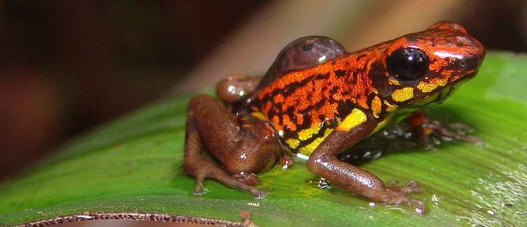 O sapo fluorescente do Suriname sapnho | Animais | animais, bizarro, ciência, curioso