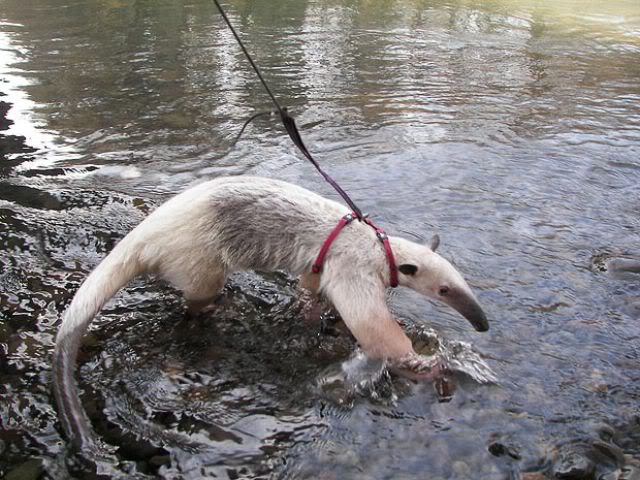 Coisas que não se vê todos os dias strange pet walking 640 01 | Animais | animais, bichos, bizarro, curioso, estranho