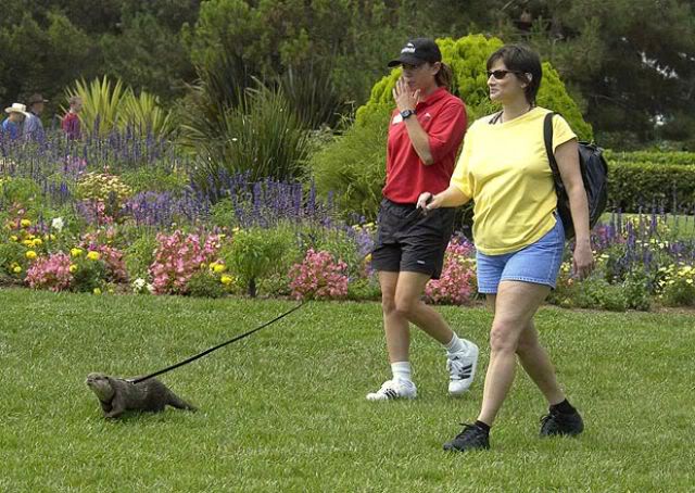 Coisas que não se vê todos os dias strange pet walking 640 02 | Animais | animais, bichos, bizarro, curioso, estranho