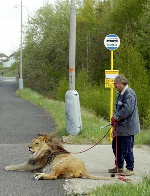 Coisas que não se vê todos os dias strange pet walking 640 05 | Animais | animais, bichos, bizarro, curioso, estranho