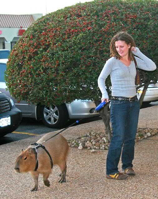 Coisas que não se vê todos os dias strange pet walking 640 07 | Animais | animais, bichos, bizarro, curioso, estranho