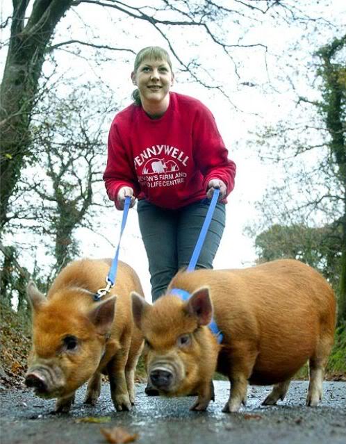 Coisas que não se vê todos os dias strange pet walking 640 11 | Animais | animais, bichos, bizarro, curioso, estranho