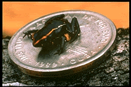 O menor sapo venenoso do mundo frog | Animais | animais, bichos, bizarro, curioso, incrível, miniatura, sapo, veneno