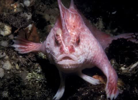 Descoberto um bizarro peixe com mãos 480handfish | Animais | bizarro, curioso, incrível, peixe