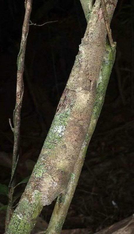 Camuflagem sensacional Photobucket