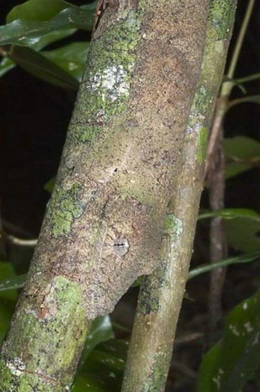 Camuflagem sensacional Photobucket