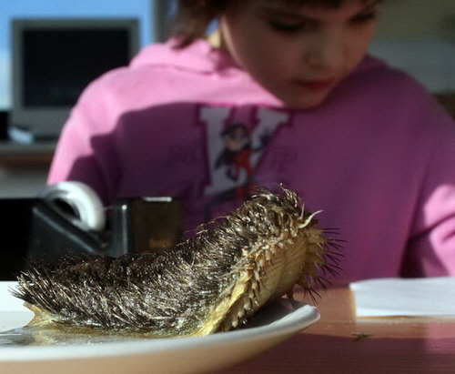 Bichinho de estimação bizarro Photobucket