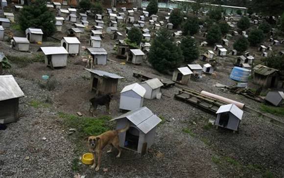 Favela de cachorro no Brasil Photobucket