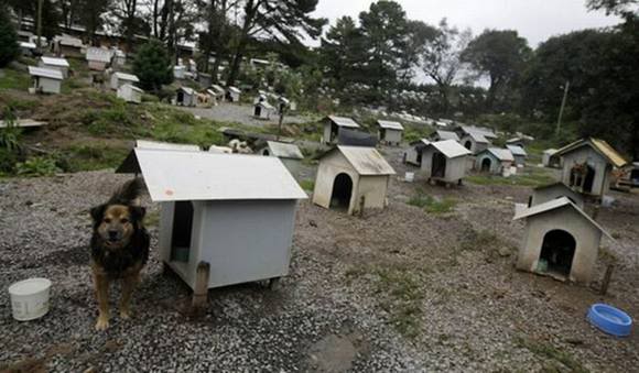 Favela de cachorro no Brasil Photobucket