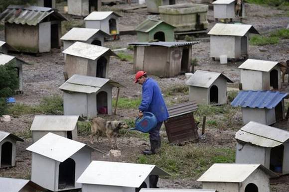 Favela de cachorro no Brasil Photobucket