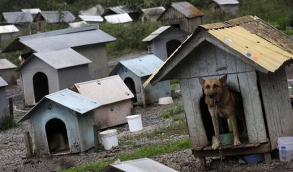 Favela de cachorro no Brasil Photobucket