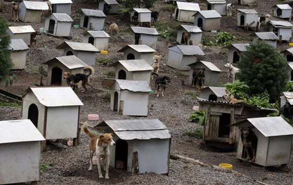 Favela de cachorro no Brasil Photobucket