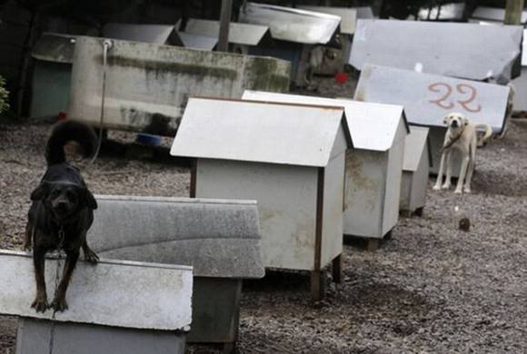 Favela de cachorro no Brasil Photobucket