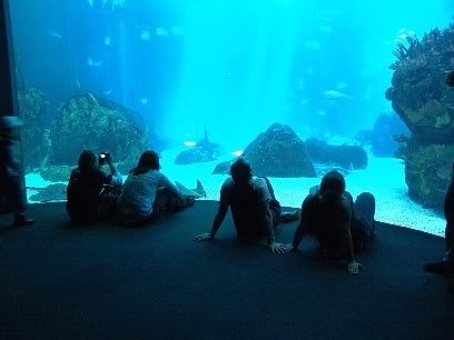 A gestão da babaquice oceanario | Polêmica | Niterói, polítca, Textos