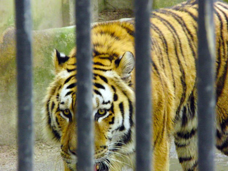 Fotos no jardim zoológico Photobucket