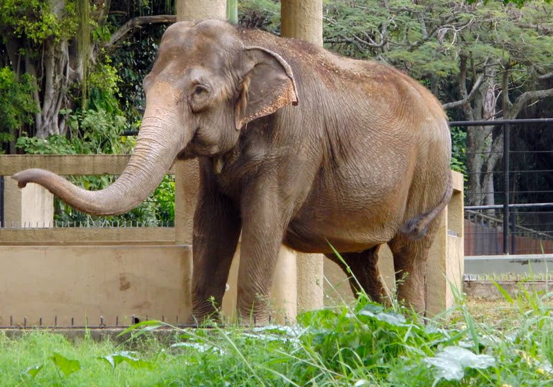Fotos no jardim zoológico Photobucket