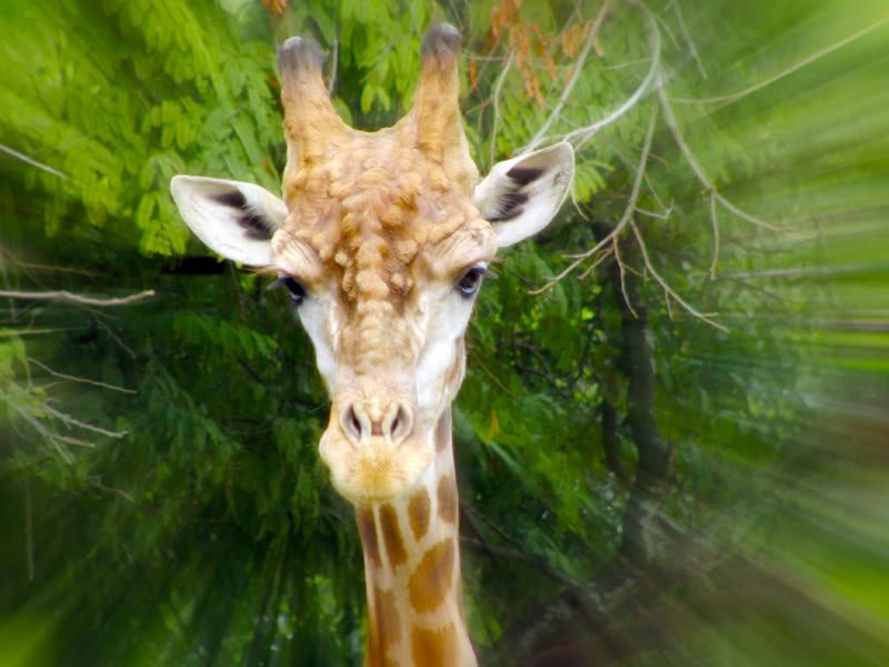 Fotos no jardim zoológico Photobucket
