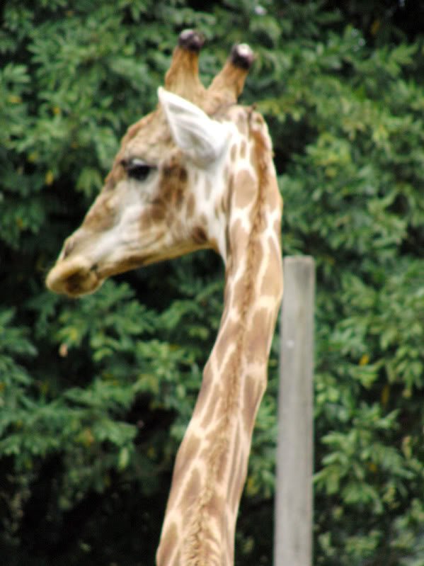 Fotos no jardim zoológico Photobucket
