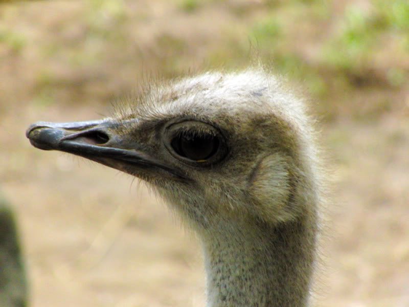 Fotos no jardim zoológico Photobucket