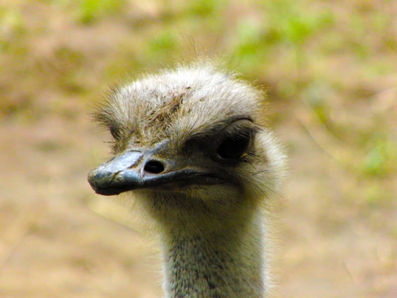 Fotos no jardim zoológico Photobucket