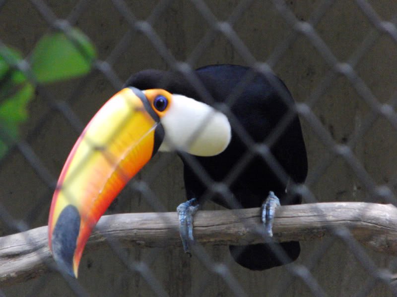 Fotos no jardim zoológico Photobucket